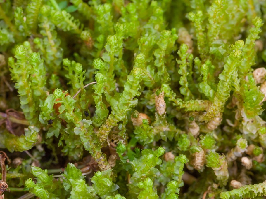 Юнгерманниевые печёночники