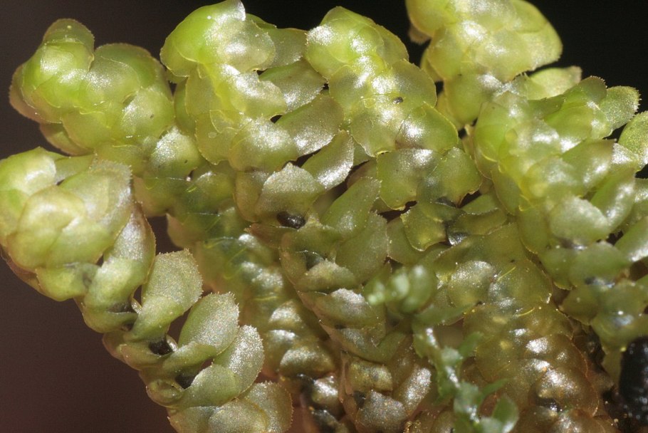 Скапания волнистая