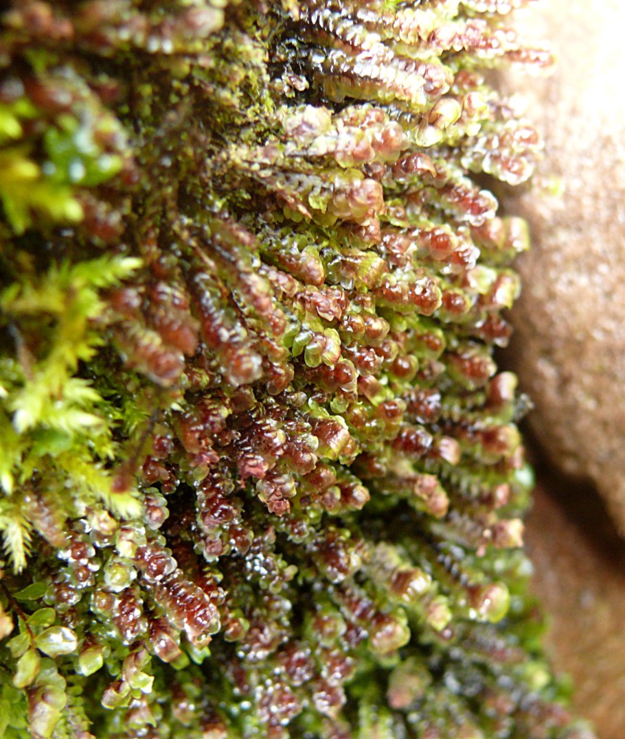 Скапания неморич