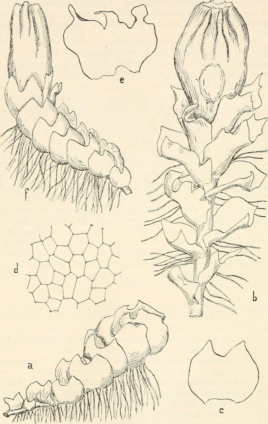 Мох на камушке