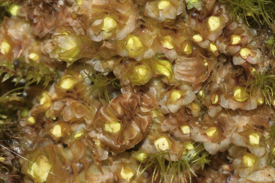 Мох Барбилофозия