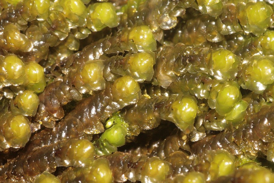 Скапания компактная