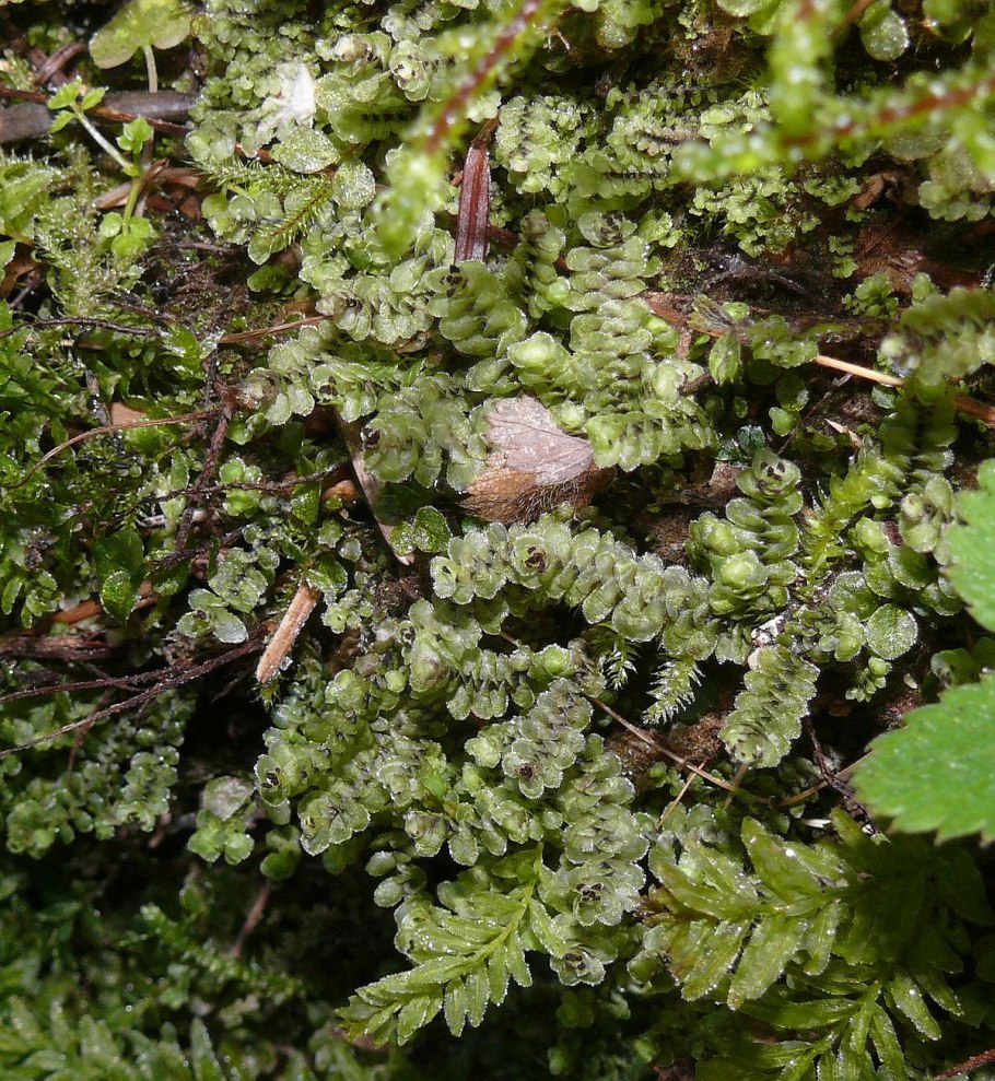 Лишайник текстура