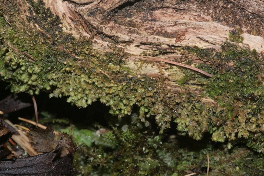 Юнгерманниевые мхи