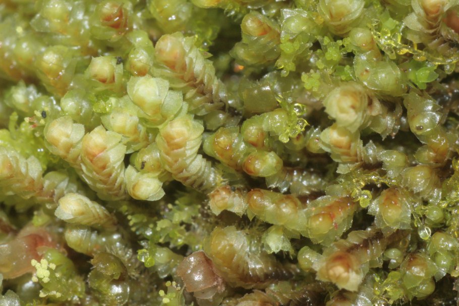 Скапания шариконосная в Забайкальском крае