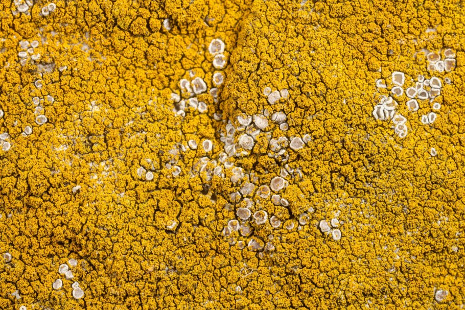 Базальт мох