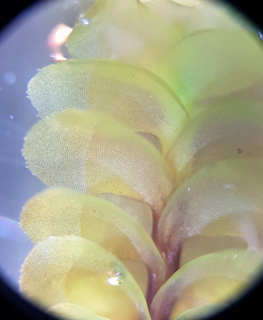 Под микроскопом