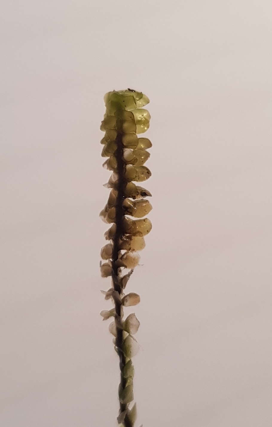 Моховидные печеночники