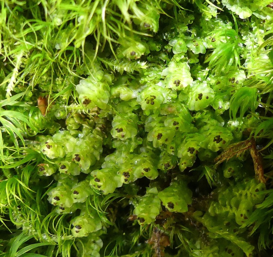 Каменистый мох