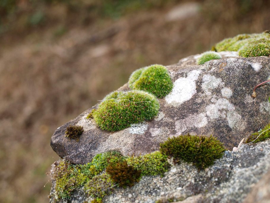 Оранжевый накипной лишайник
