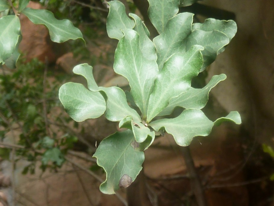 Euclea undulata