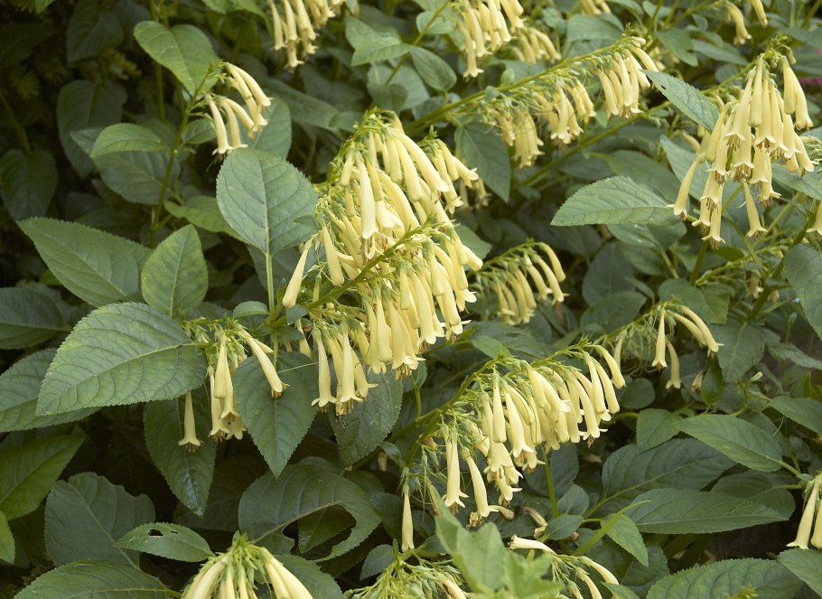 Фигелиус растение