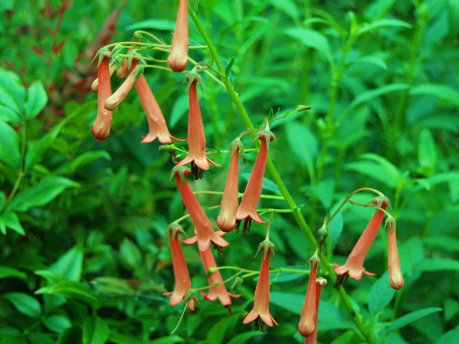 Фигелиус Африкан Квин