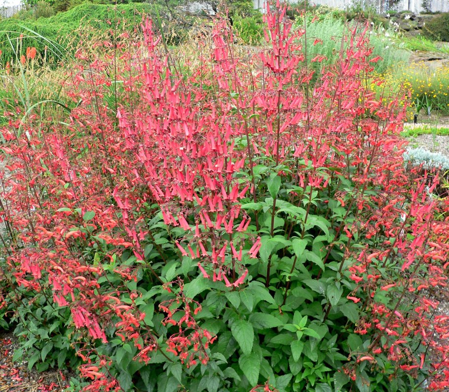 Куст Фигелиус