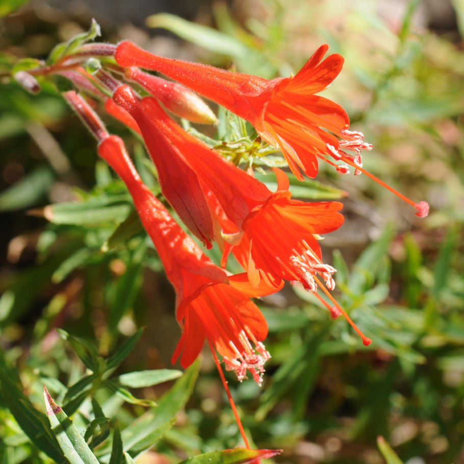 Zauschneria californica