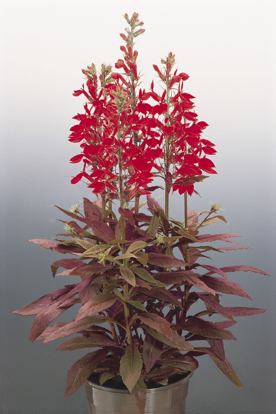 Zauschneria garrettii