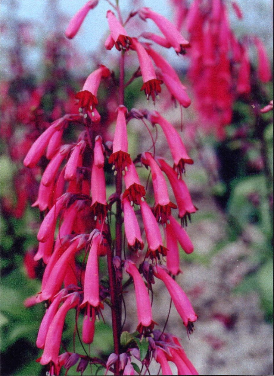 Фуксия Фигелиус