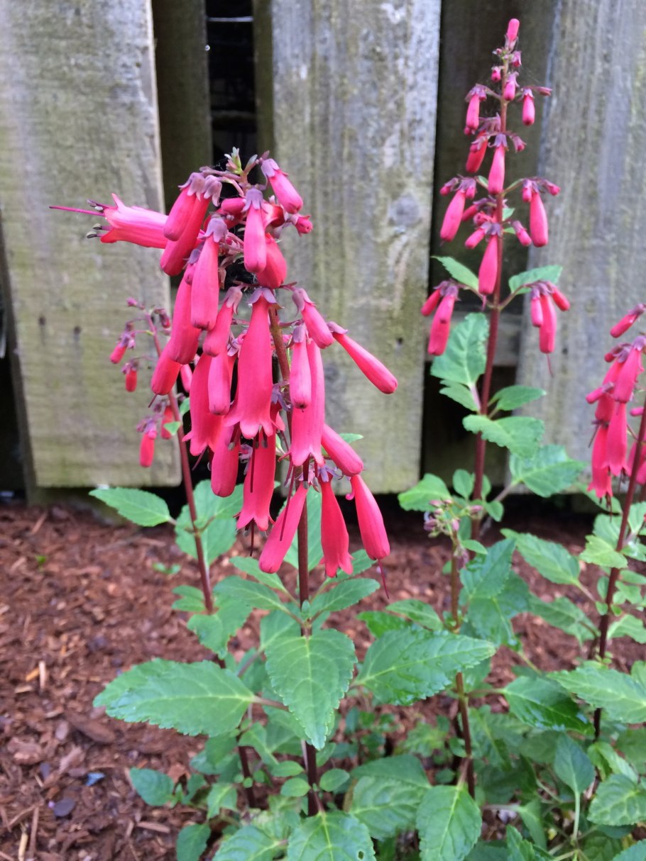 Фигелиус - Phygelius,