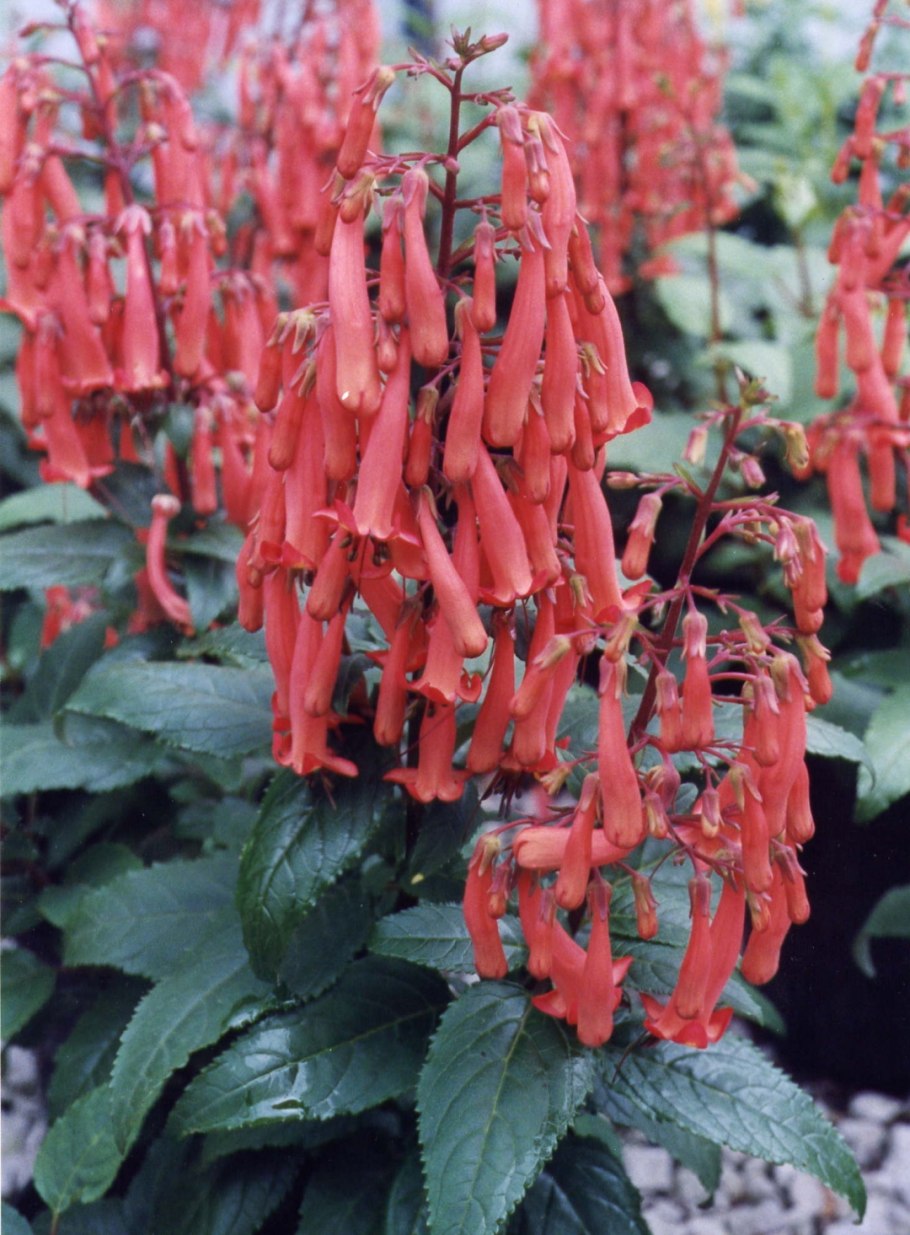 Фигелиус африканоквин