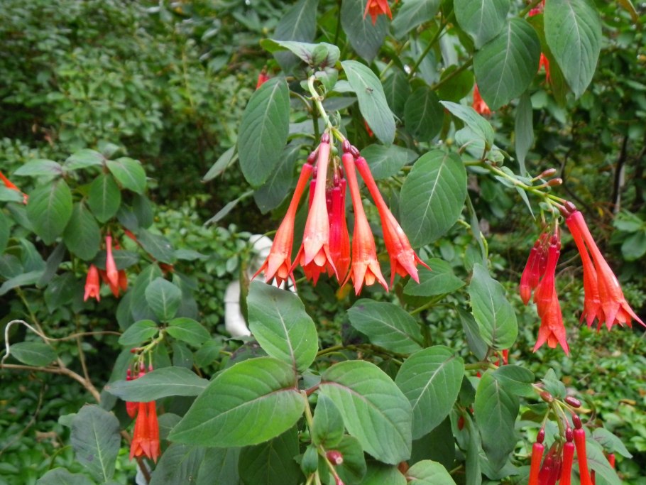 Yellow Cape Fuchsia что означает