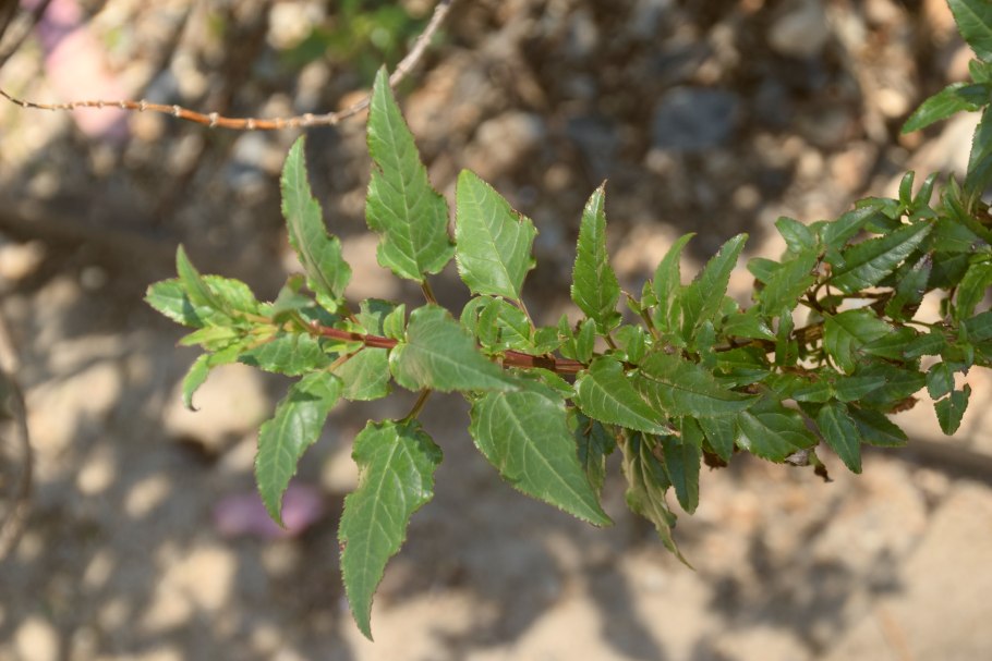 Эхинацея пурпурная со злаками