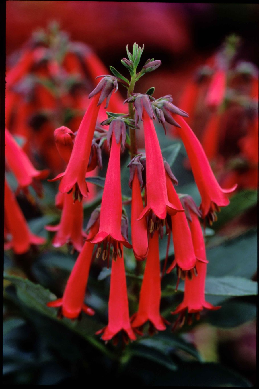 Фигелиус лососевый