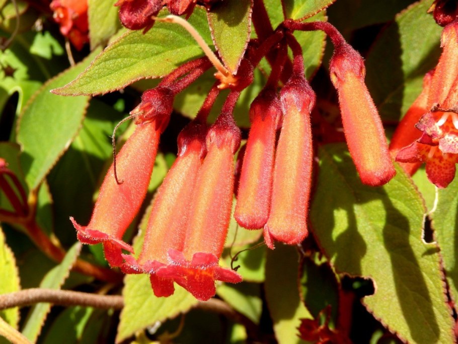Epilobium Canum 'Dublin' (California Fuchsia)