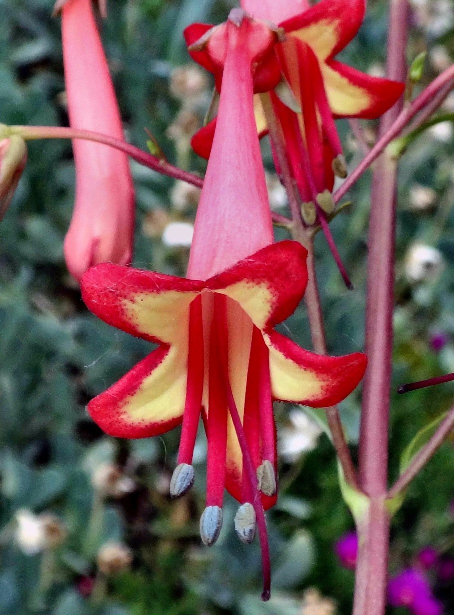 Фигелиус прямостоячий Африкан куин