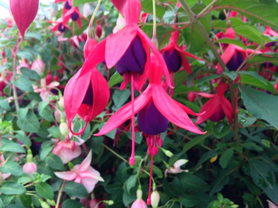 Фуксия Mrs Popple