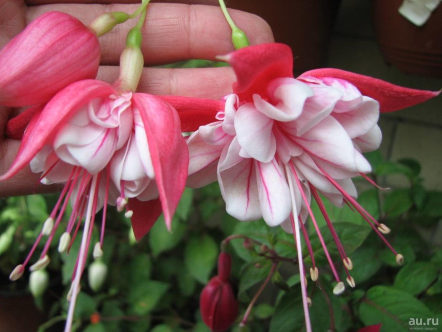 Заушнерия Калифорнийская