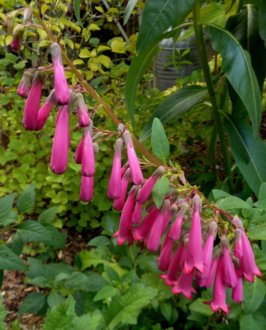 Фигелиус Капский