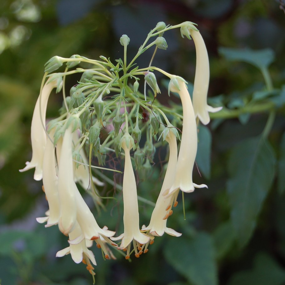 Zauschneria californica