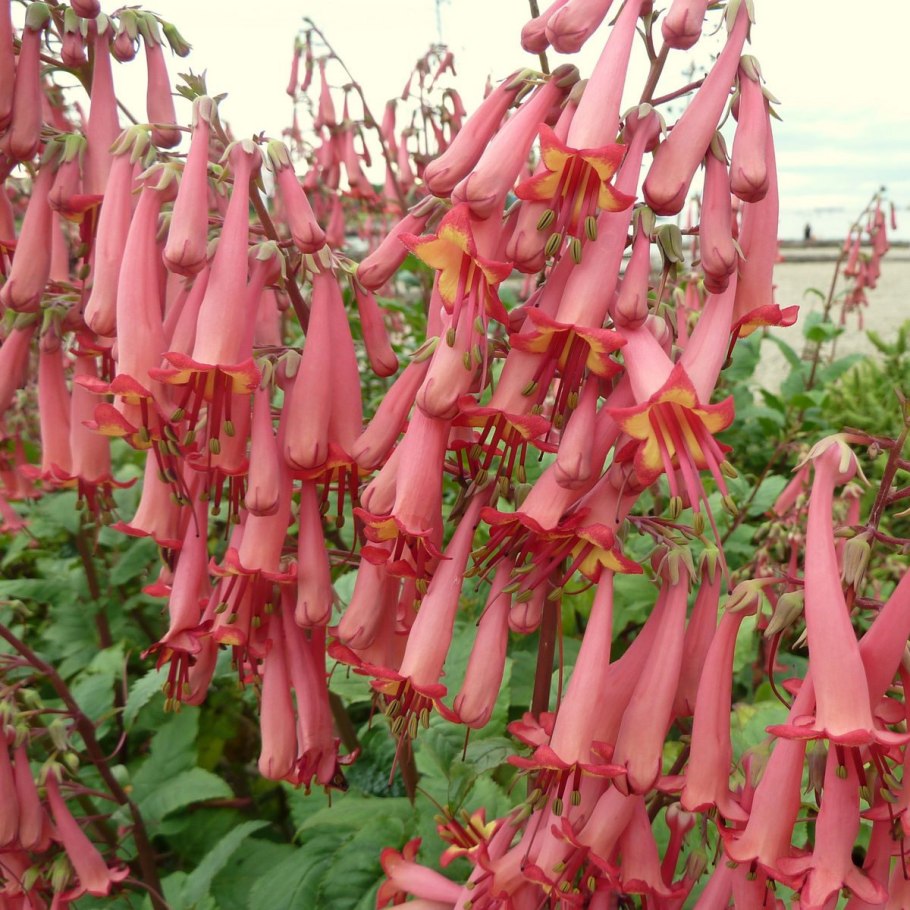 Фигелиус - Phygelius,