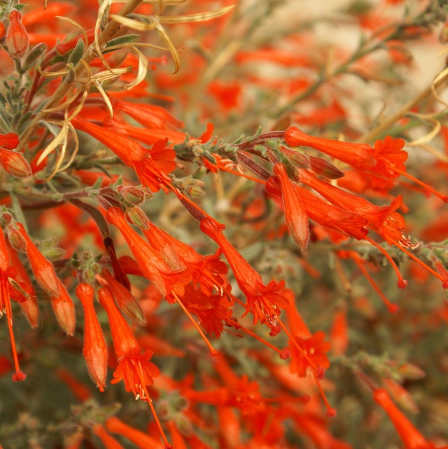Epilobium Canum 'Dublin' (California Fuchsia)