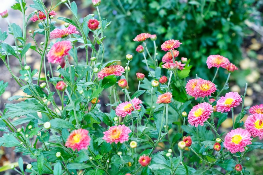 Хризантема корейская вродлива