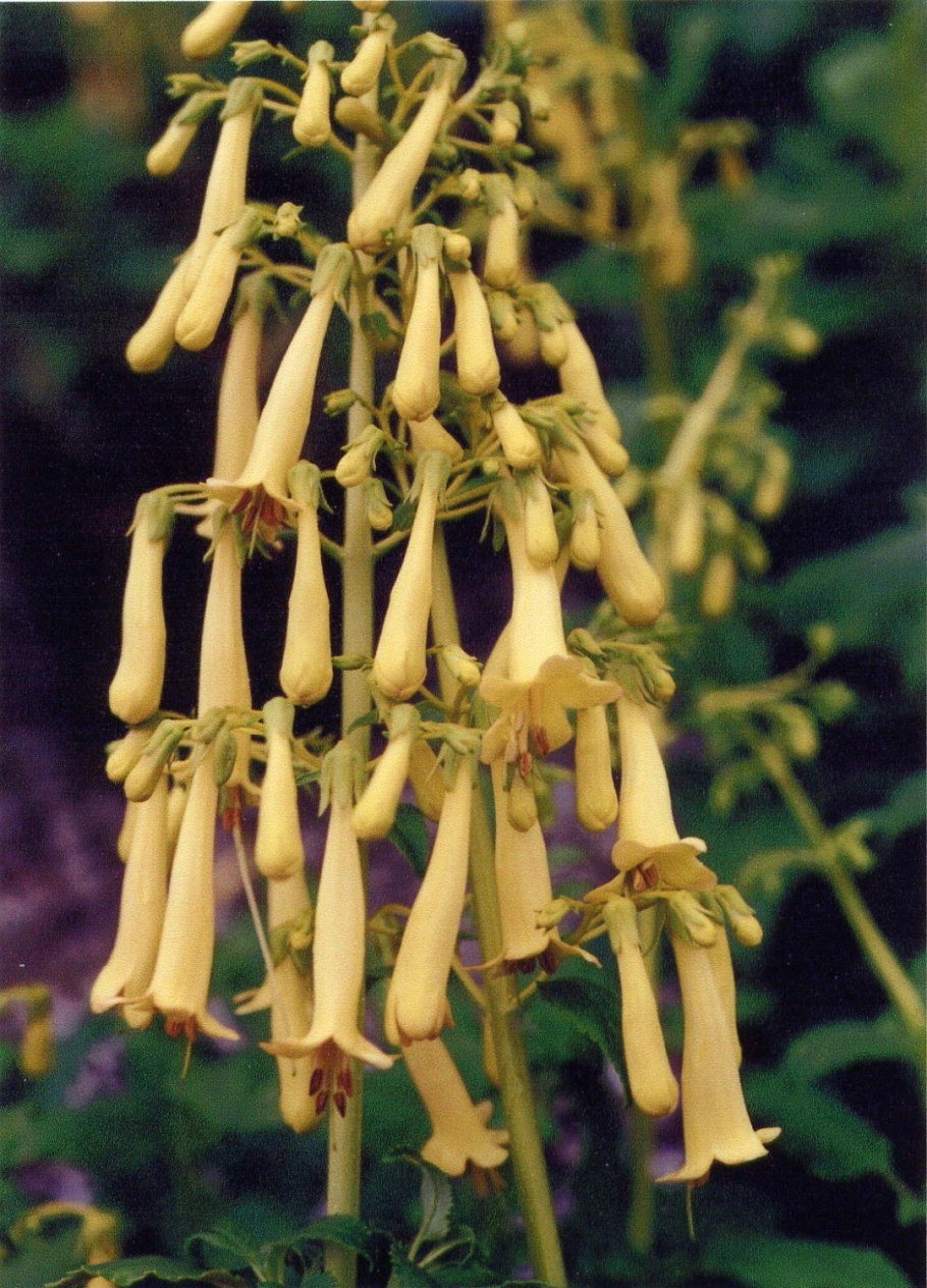 Фигелиус прямой зимостойкость