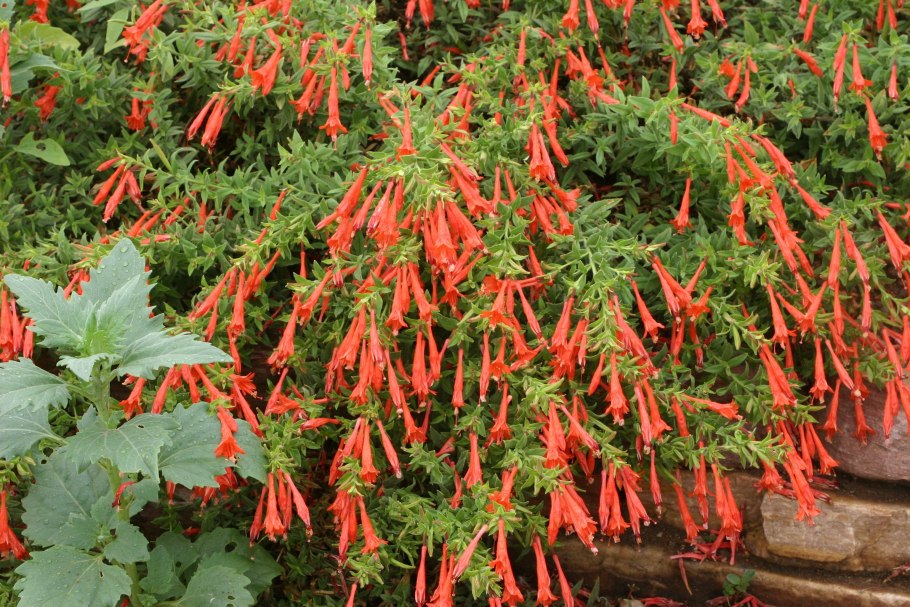 Фигелиус растение