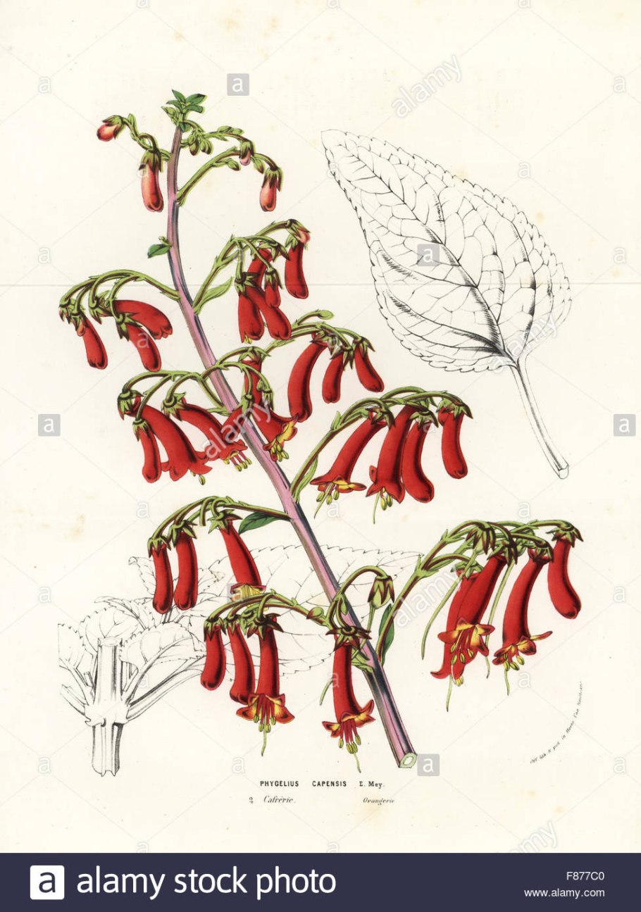 Книфофия Флеминг торч