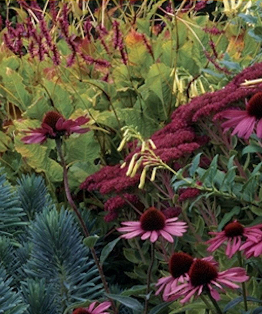 Echinacea purpurea rubinstern