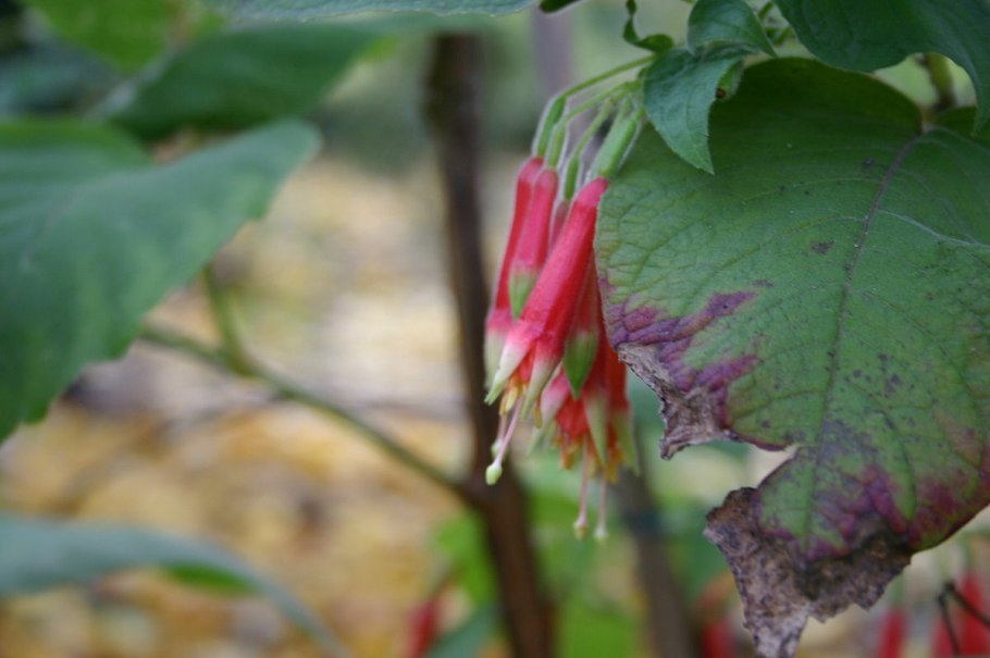 Fuchsia arborescens