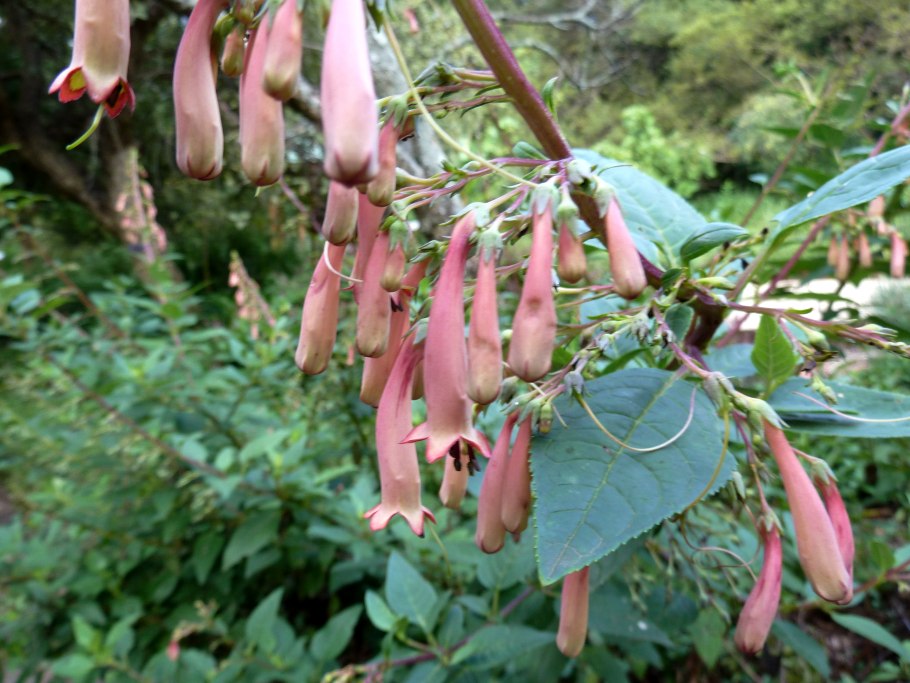 Кровоточащее сердце цветок ветка
