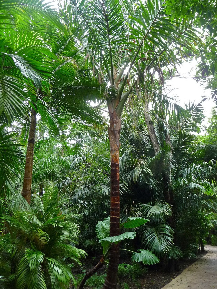 Пальма метроксилон