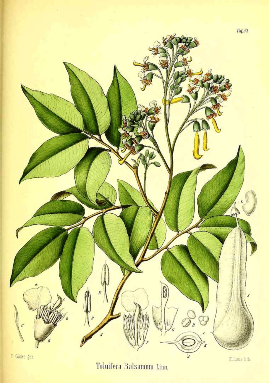 Cycas circinalis купить