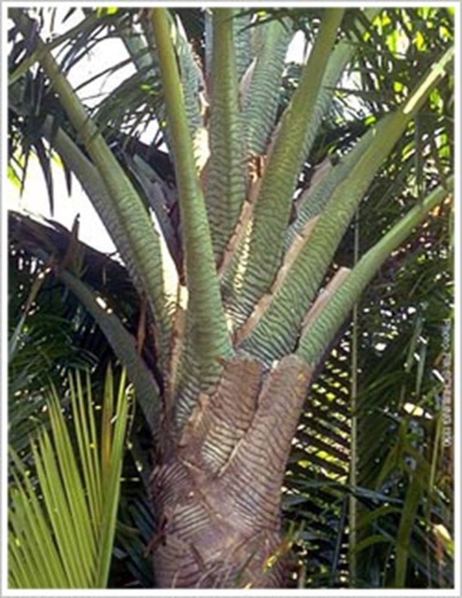 Раттан фрукт