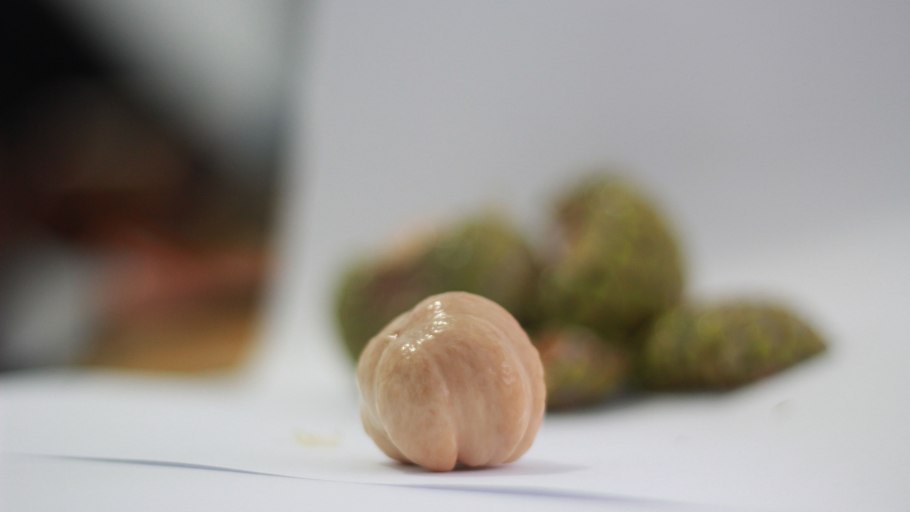 Фундук орех