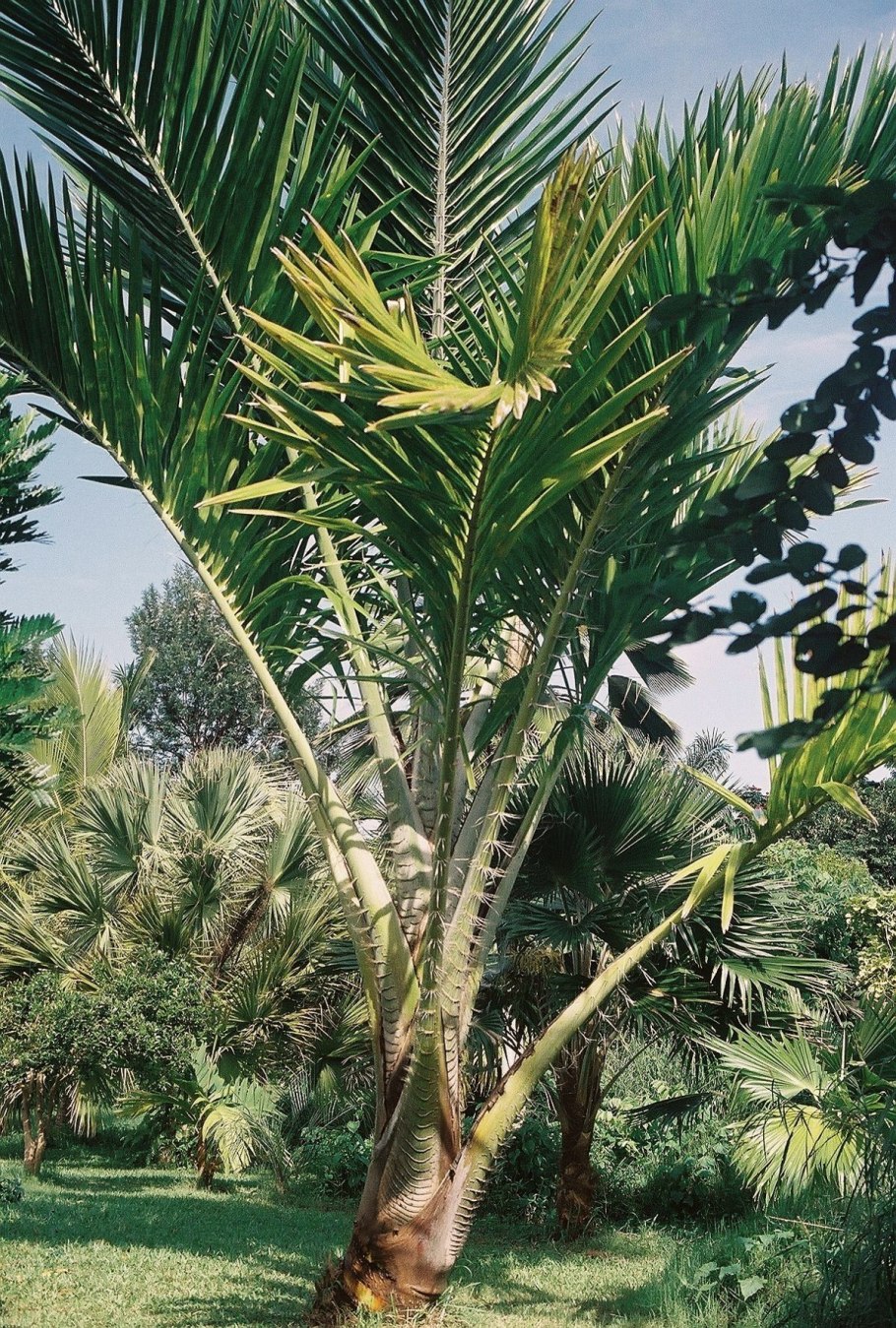 Пальма метроксилон