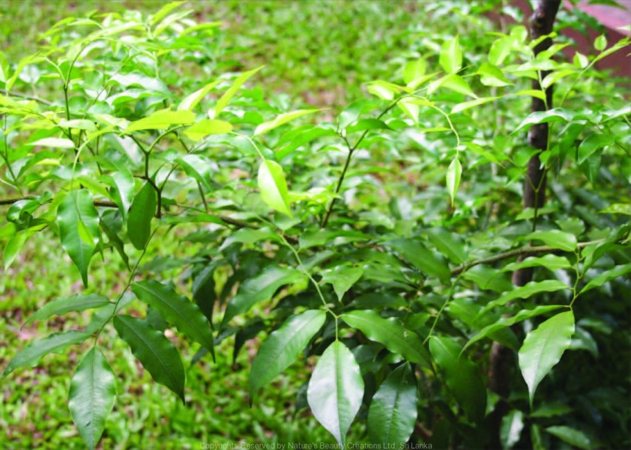 Амиго Мироксилон