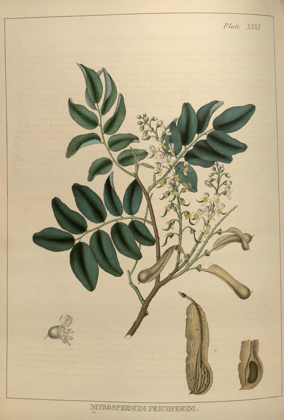 Тропические дерево дехинбафия