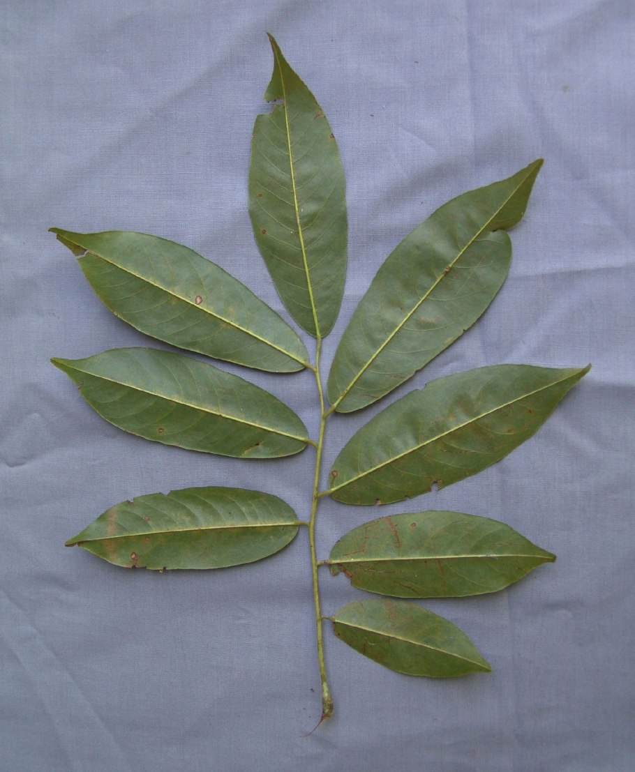 Sherwood parquet палисандр