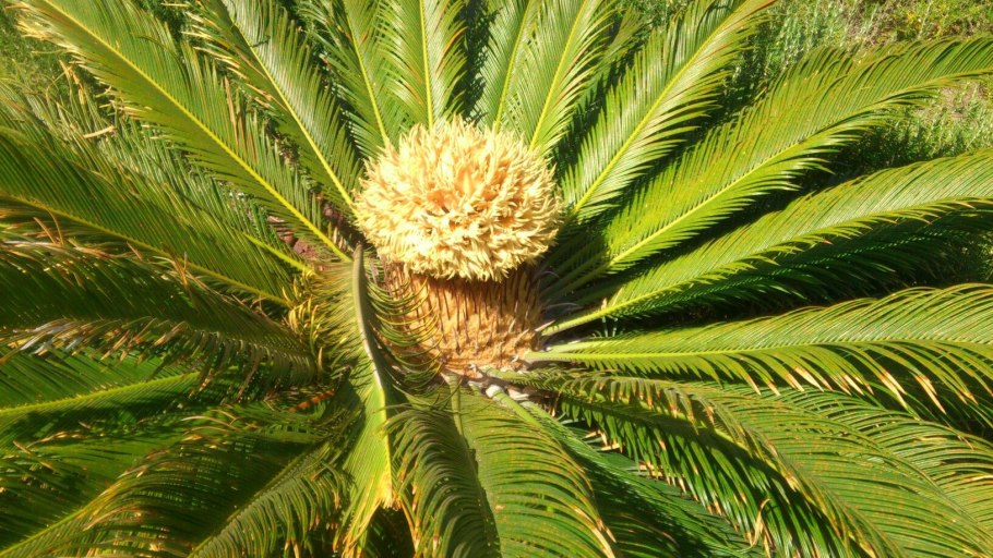 Подкласс арециды